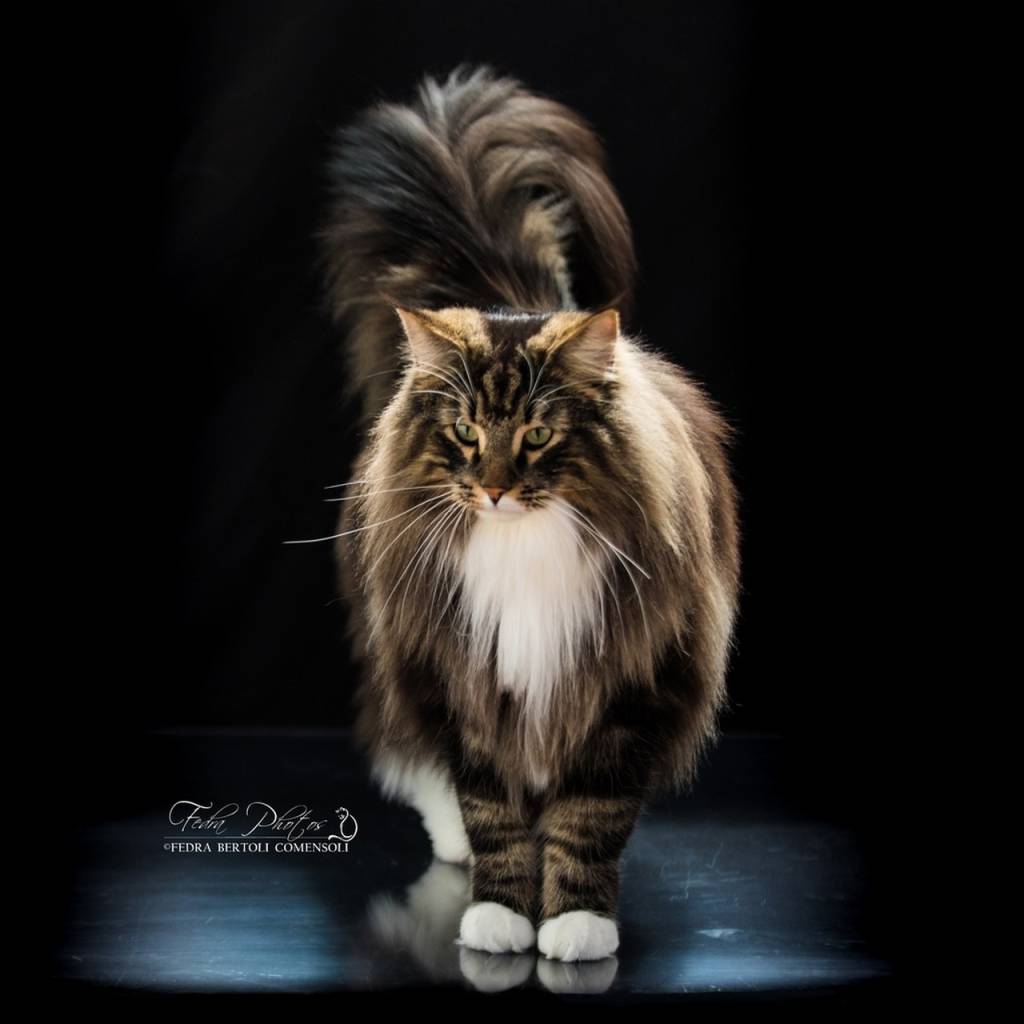 vesemir-foto-diploma