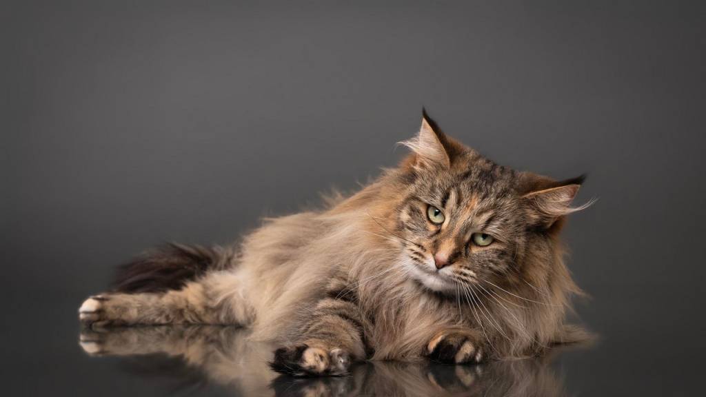 FIAMMA-NORWEGIAN-FOREST-CAT-VAMP