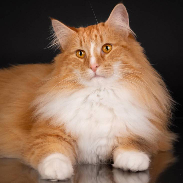 midola's olga - miele norwegian forest cat red
