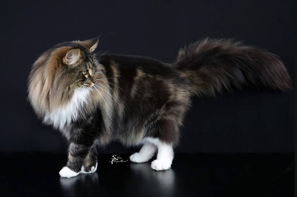 Vesemir Bukowa Dolina gatto norvegese delle foreste campione del mondo