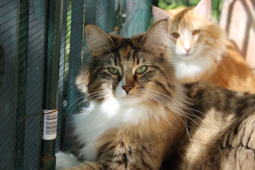 HARLEY NORVEGESE SUNLIGHT