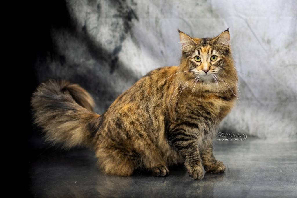 Penelope norvegese tortie