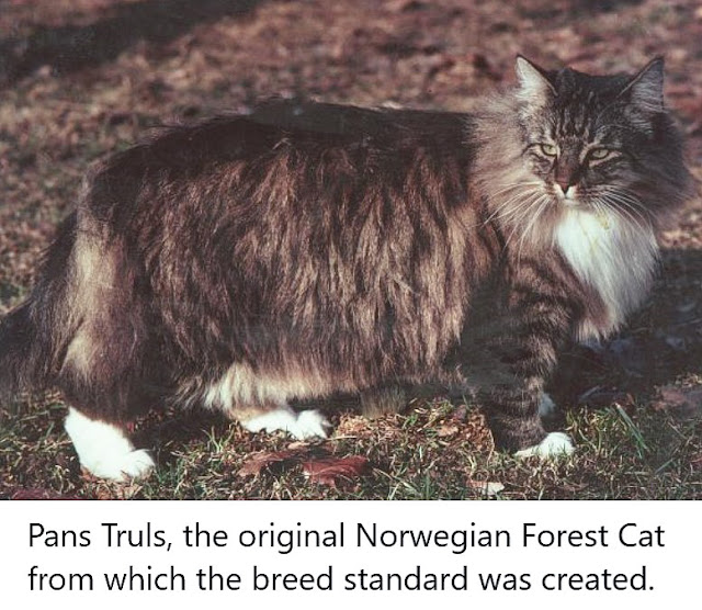 Pans-Truls-first-norwegian-forest-cat