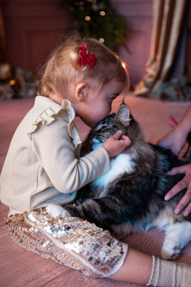 carattere-del-gatto-norvegese-delle-foreste