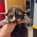 filter: 0; fileterIntensity: 0.0; filterMask: 0; module: photo;
hw-remosaic: false;
touch: (-1.0, -1.0);
modeInfo: ;
sceneMode: 4;
cct_value: 2508;
AI_Scene: (-1, -1);
aec_lux: 326.99194;
aec_lux_index: 0;
hist255: 0.0;
hist252~255: 0.0;
hist0~15: 0.0;
albedo: ;
confidence: ;
motionLevel: 65537;
weatherinfo: null;
temperature: 27;