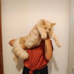 filter: 0; fileterIntensity: 0.0; filterMask: 0; module: photo;
hw-remosaic: false;
touch: (-1.0, -1.0);
modeInfo: ;
sceneMode: 4194304;
cct_value: 2755;
AI_Scene: (-1, -1);
aec_lux: 263.1328;
aec_lux_index: 0;
hist255: 0.0;
hist252~255: 0.0;
hist0~15: 0.0;
albedo: ;
confidence: ;
motionLevel: 0;
weatherinfo: null;
temperature: 45;