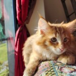 filter: 0; fileterIntensity: 0.8; filterMask: 0; module: photo;
hw-remosaic: false;
touch: (-1.0, -1.0);
modeInfo: ;
sceneMode: 4;
cct_value: 4875;
AI_Scene: (-1, -1);
aec_lux: 141.93921;
aec_lux_index: 0;
hist255: 0.0;
hist252~255: 0.0;
hist0~15: 0.0;
motionLevel: 65537;
weatherinfo: null;
temperature: 38;