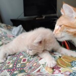 filter: 0; fileterIntensity: 0.8; filterMask: 0; module: photo;
hw-remosaic: false;
touch: (-1.0, -1.0);
modeInfo: ;
sceneMode: 4;
cct_value: 4875;
AI_Scene: (-1, -1);
aec_lux: 213.5059;
aec_lux_index: 0;
hist255: 0.0;
hist252~255: 0.0;
hist0~15: 0.0;
motionLevel: 65537;
weatherinfo: null;
temperature: 40;