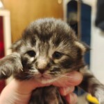 filter: 0; fileterIntensity: 0.0; filterMask: 0; module: photo;
hw-remosaic: false;
touch: (-1.0, -1.0);
modeInfo: ;
sceneMode: 3145728;
cct_value: 2451;
AI_Scene: (-1, -1);
aec_lux: 320.26544;
aec_lux_index: 0;
hist255: 0.0;
hist252~255: 0.0;
hist0~15: 0.0;
albedo: ;
confidence: ;
motionLevel: 0;
weatherinfo: null;
temperature: 31;