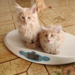 filter: 0; fileterIntensity: 0.8; filterMask: 0; module: photo;
hw-remosaic: false;
touch: (-1.0, -1.0);
modeInfo: ;
sceneMode: 4194304;
cct_value: 4687;
AI_Scene: (-1, -1);
aec_lux: 195.58955;
aec_lux_index: 0;
hist255: 0.0;
hist252~255: 0.0;
hist0~15: 0.0;
motionLevel: 0;
weatherinfo: null;
temperature: 30;